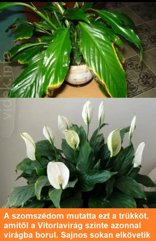 vitorlavirag80795430690 n