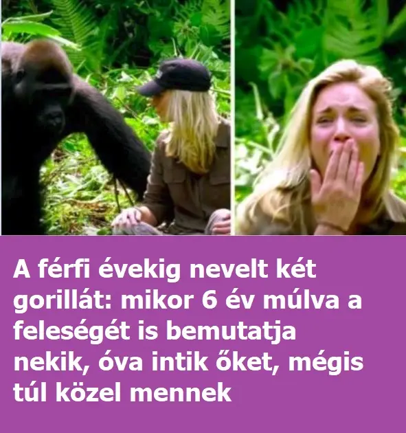 gorilla n