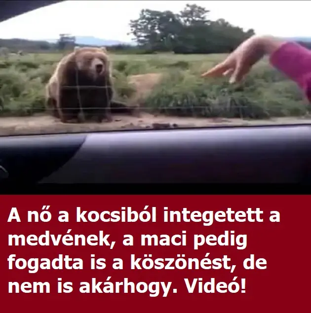 nointegetmedve11 n