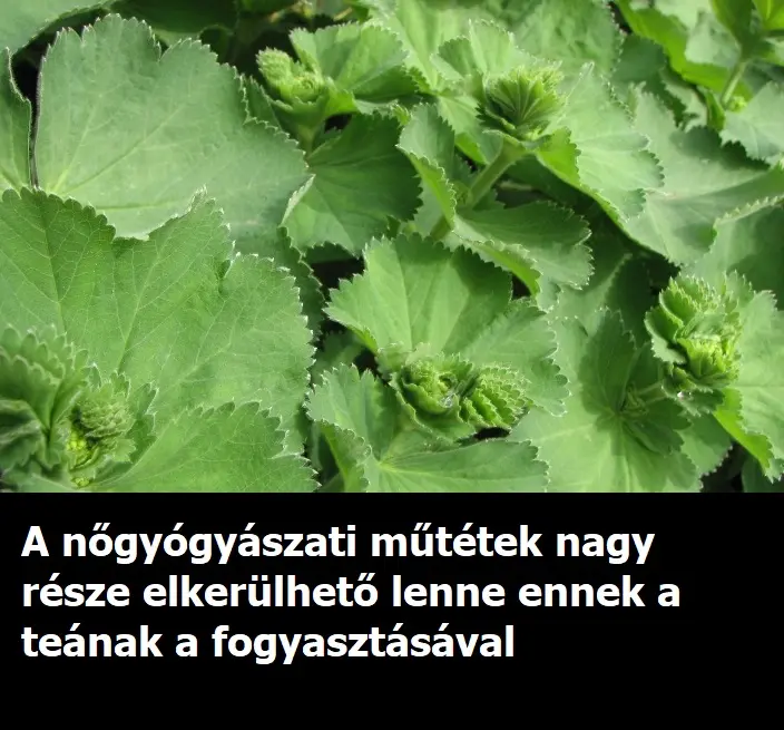 palastfu123