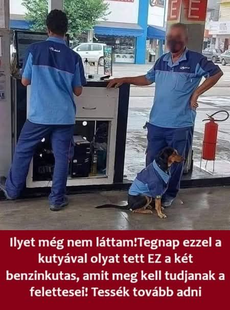 benzinkutaskutya4917739 n